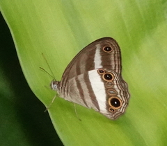 Euptychoides albofasciata
