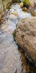 Hyocomium armoricum