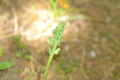 Botrychium minganense