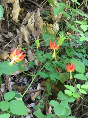 Aquilegia eximia