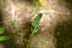 Botrychium minganense