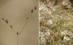 Juncus tenageia