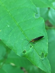 Mathildana newmanella