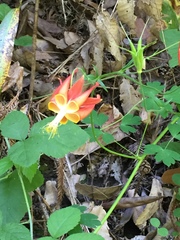 Aquilegia eximia