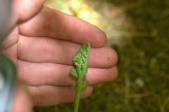 Botrychium minganense