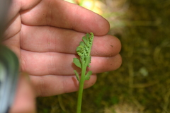 Botrychium minganense