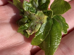Neuroterus washingtonensis