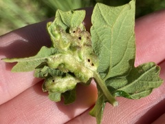 Neuroterus washingtonensis