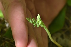 Botrychium minganense