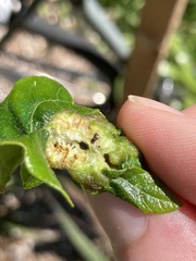 Neuroterus washingtonensis