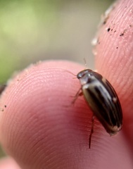 Agabus disintegratus