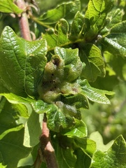 Neuroterus washingtonensis
