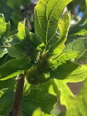 Neuroterus washingtonensis