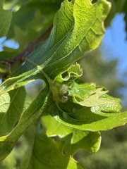 Neuroterus washingtonensis