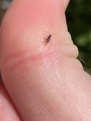 Neuroterus washingtonensis