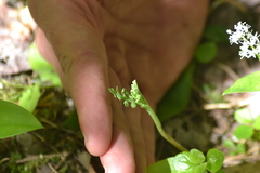 Botrychium minganense
