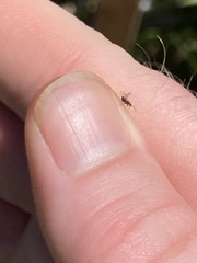 Neuroterus washingtonensis