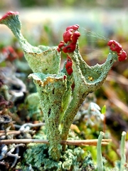 Cladonia coccifera
