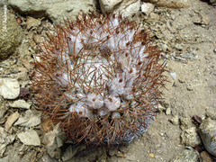 Eriosyce rodentiophila