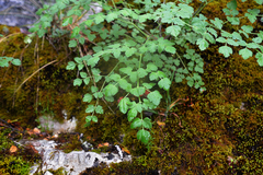 Athamanta macedonica