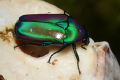 Chlorocala africana oertzeni