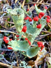 Cladonia coccifera
