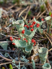 Cladonia coccifera