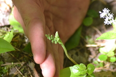 Botrychium minganense