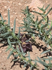Aristolochia maurorum