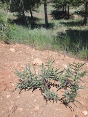 Aristolochia maurorum
