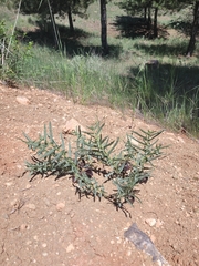Aristolochia maurorum