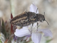 Anambodera