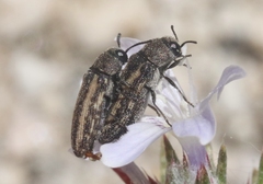 Anambodera
