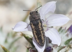 Anambodera
