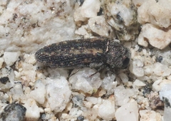 Anambodera