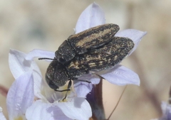 Anambodera