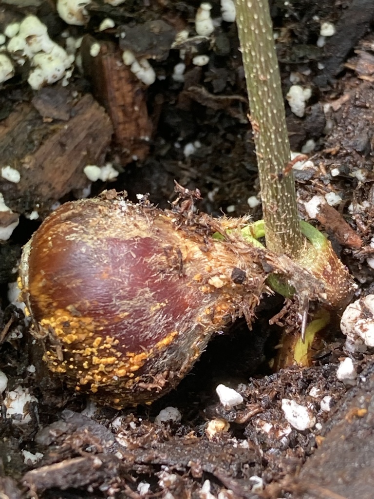 Chestnut Blight from University of Tennessee at Chattanooga ...