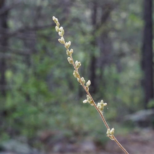 Image of Heuchera novomexicana by (c) Andrew Tree, some rights reserved (CC BY)