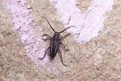 Neodorcadion bilineatum