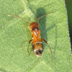 Pilophorus discretus