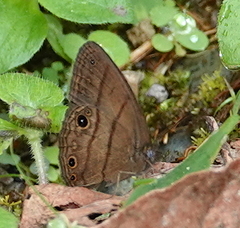 Hermeuptychia harmonia
