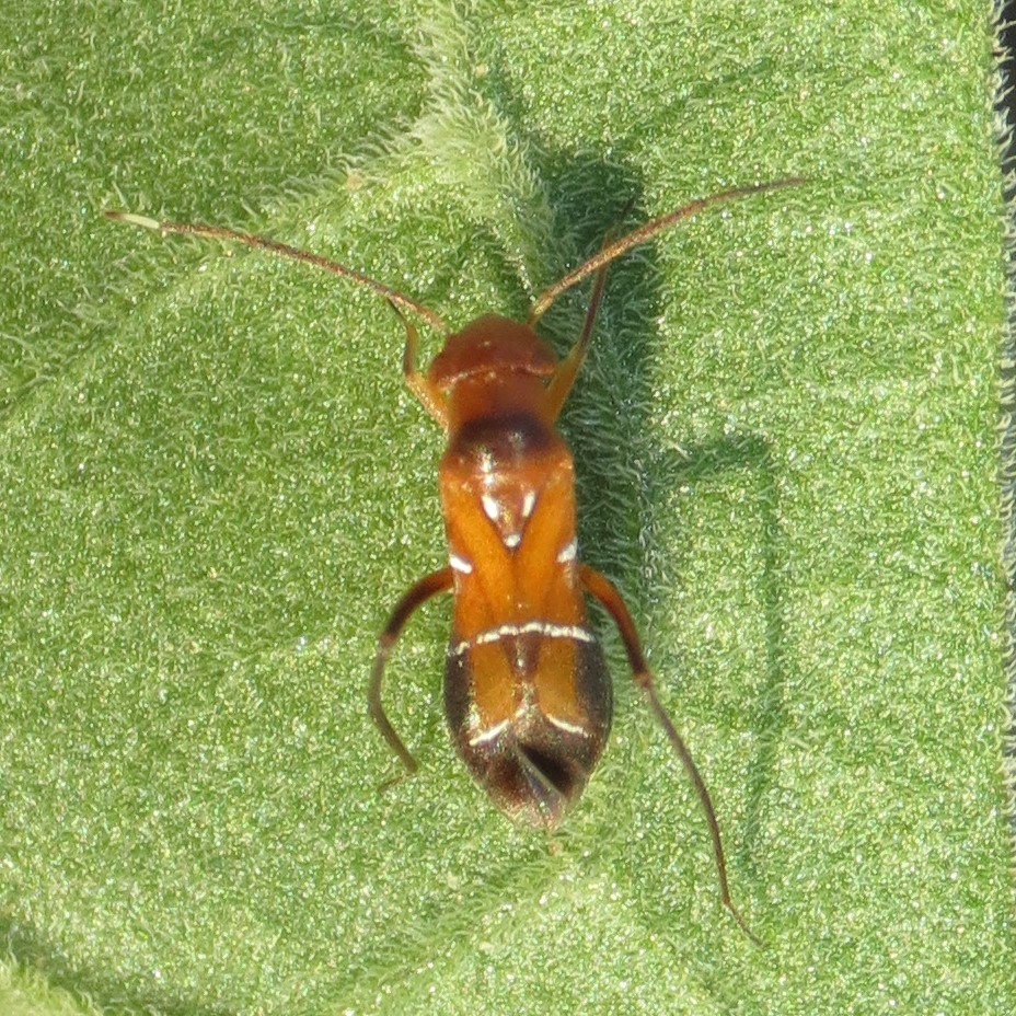 Pilophorus discretus