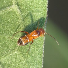 Pilophorus discretus