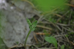 Botrychium neolunaria