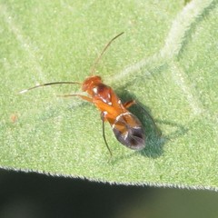 Pilophorus discretus