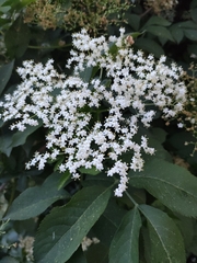 Sambucus nigra