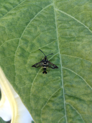 Synanthedon bibionipennis