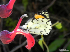 Eroessa chiliensis