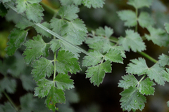 Athamanta macedonica