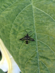 Synanthedon bibionipennis